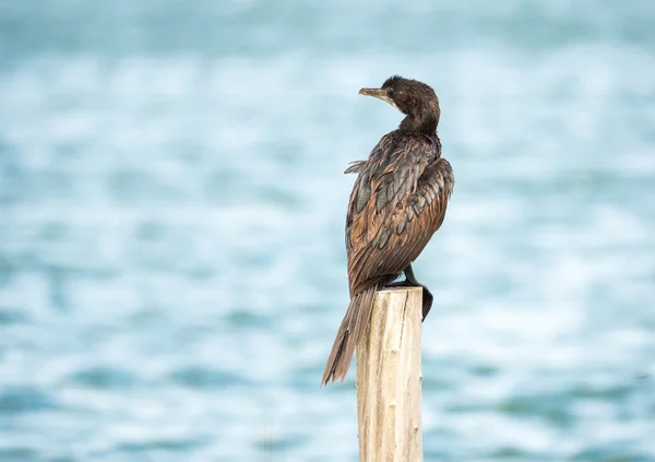 Ptaków morskich (Microcarbo niger) stojący na słupie — Zdjęcie stockowe