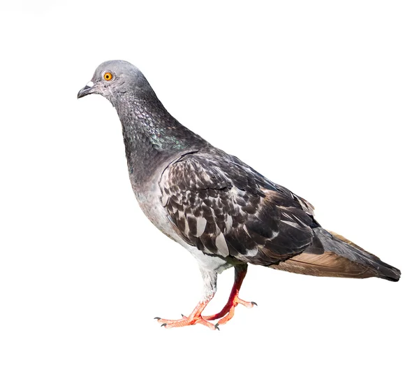 Palomas aisladas sobre fondo blanco — Foto de Stock