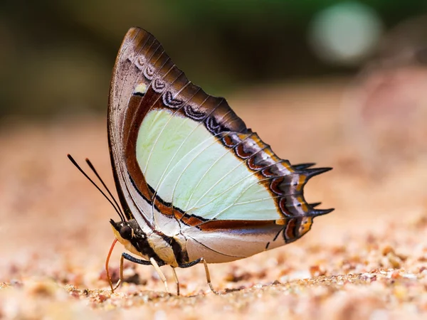 Vlinder aan de grond in de outdoor — Stockfoto
