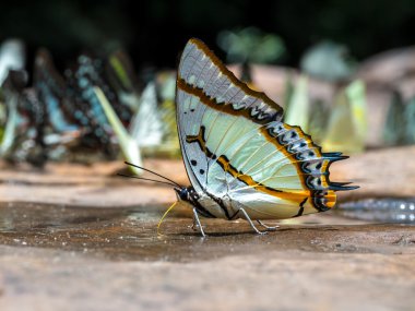 Kelebekler büyük Bahadır (Polyura eudamippus) puddli kelebekler