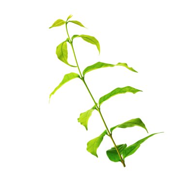 taze yeşil yaprakları üzerinde beyaz izole