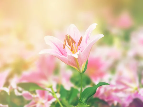 Rosa flor de lirio en la naturaleza, fugas de luz añadido —  Fotos de Stock