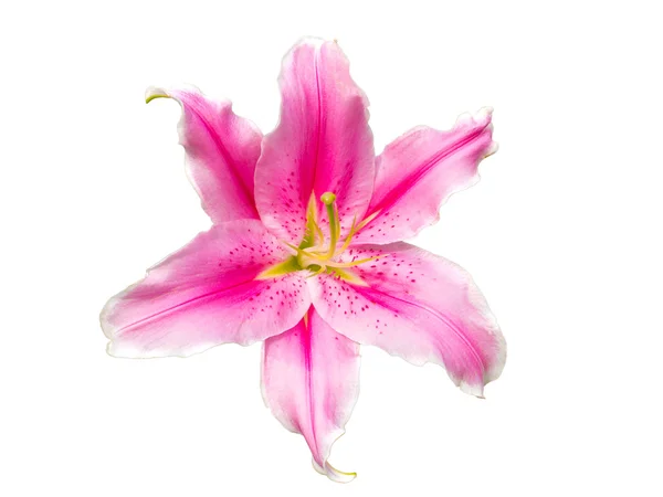 Lily flower isolated on the white — Stock Photo, Image