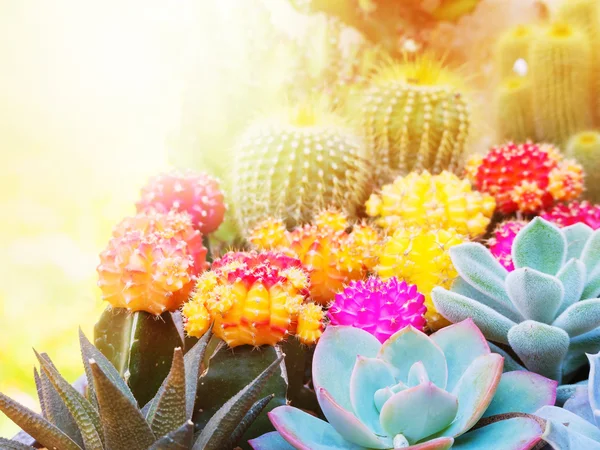 Cactus colorido en la naturaleza al aire libre —  Fotos de Stock
