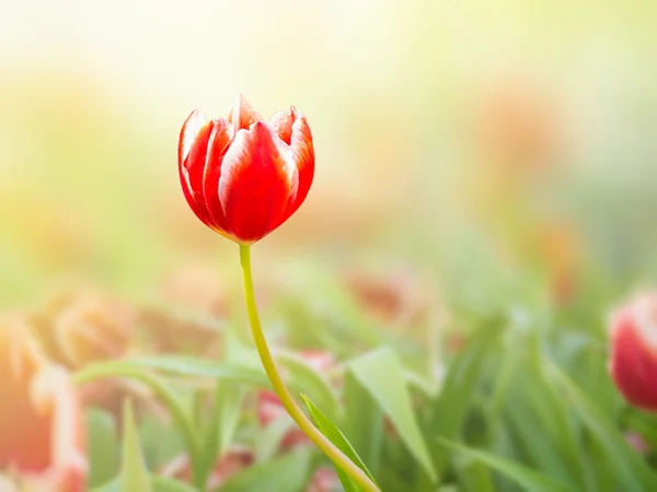 Red tulip flowers on the garden, outdoor park — Stock Photo, Image