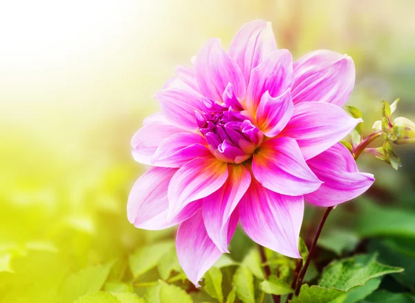 Hermosa flor de dalia en la naturaleza al aire libre —  Fotos de Stock