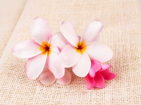 Hermosas flores de plomería en el saco de cáñamo —  Fotos de Stock