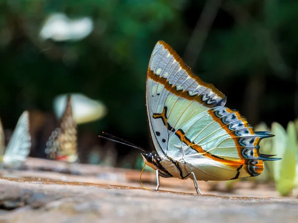 Kelebekler büyük Bahadır (Polyura eudamippus) puddli kelebekler — Stok fotoğraf