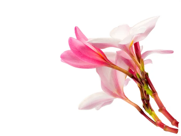 白地に孤立した美しい花 — ストック写真