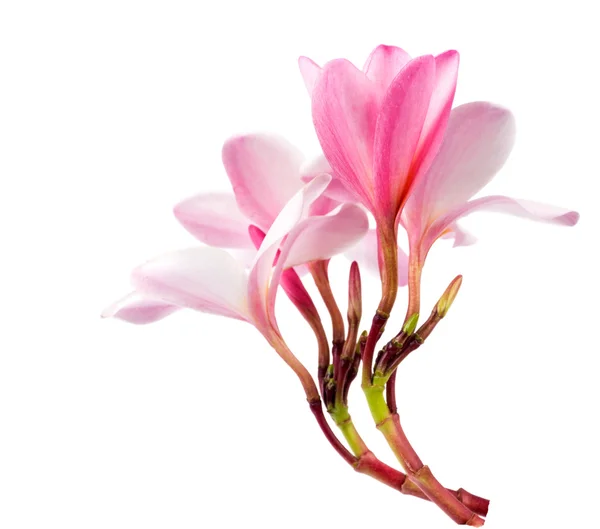 Beautiful plumaria flowers on white — Stock Photo, Image