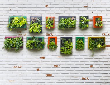 yaşlı brickwall ve dikey Bahçe