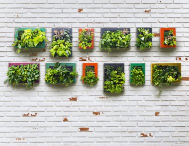 aged brickwall and vertical garden clipart