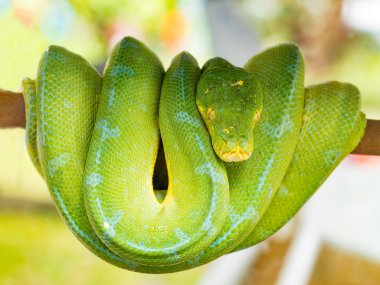 Zümrüt boa yılanı yeşil tur ahşap sopa ağaç