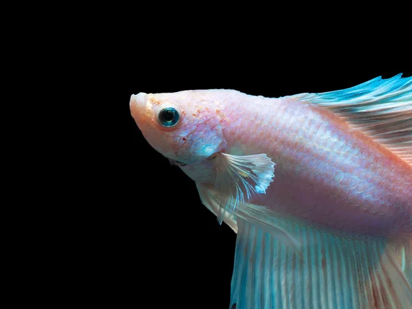 Siam la lucha contra los peces en negro, betta pescado —  Fotos de Stock