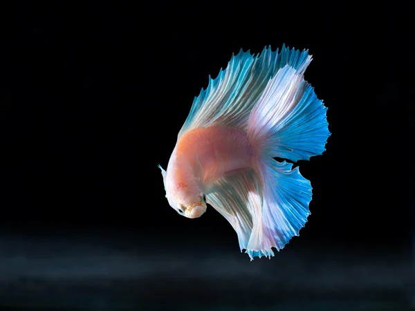 Siam la lucha contra los peces en negro, betta pescado —  Fotos de Stock