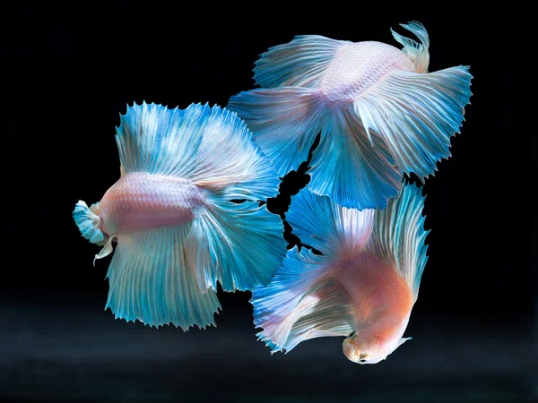 Siam fighting fish on black, betta fish — Stock Photo, Image