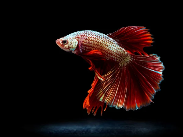 Siam fighting fish auf black, betta fish — Stockfoto