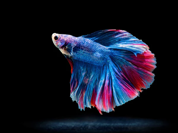 Siam fighting fish auf black, betta fish — Stockfoto