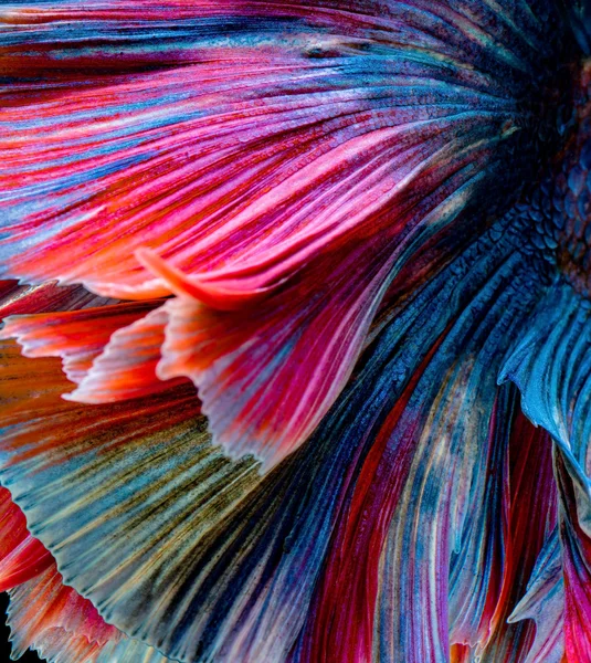 siyah, daha iyi balık balık mücadele siam