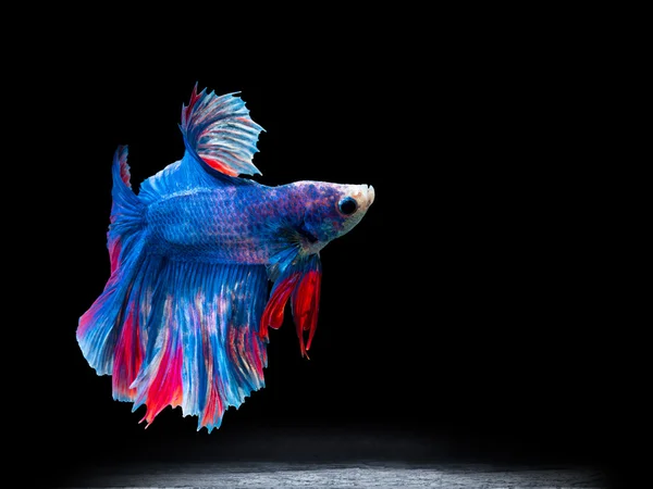 Siam la lucha contra los peces en negro, betta pescado —  Fotos de Stock