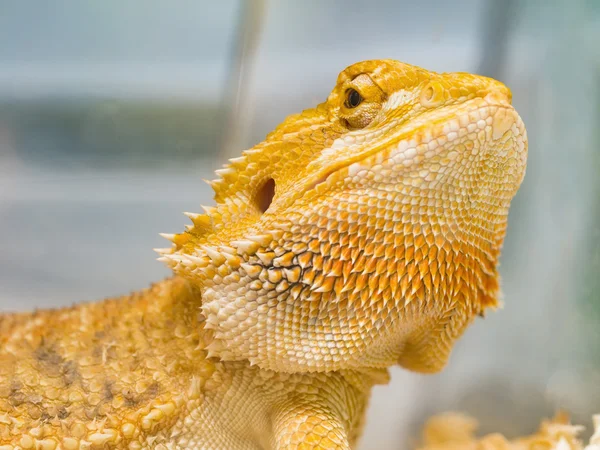  kertenkele kafa göz ayrıntılarını gösteren