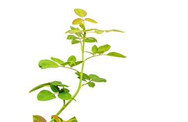 güzel gül yaprakları üzerinde beyaz izole