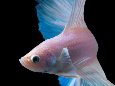 güzel Siyam mücadele balık siyah