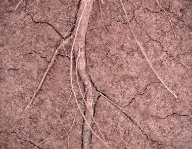 Beyaz, daha iyi balık balık mücadele siam