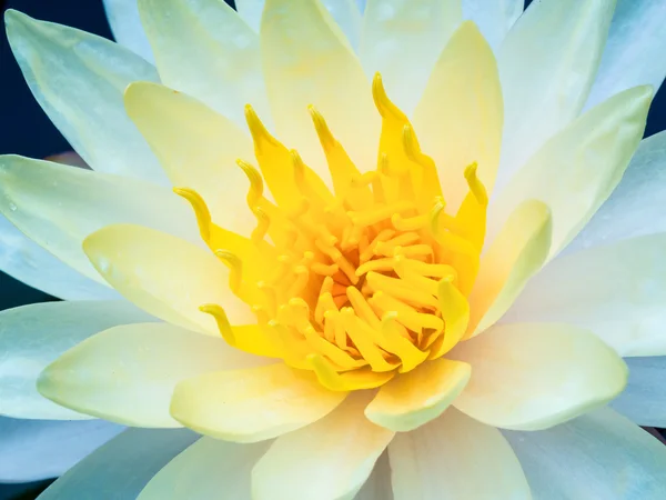 Beautiful white lotus blossom on the pond — Stock Photo, Image