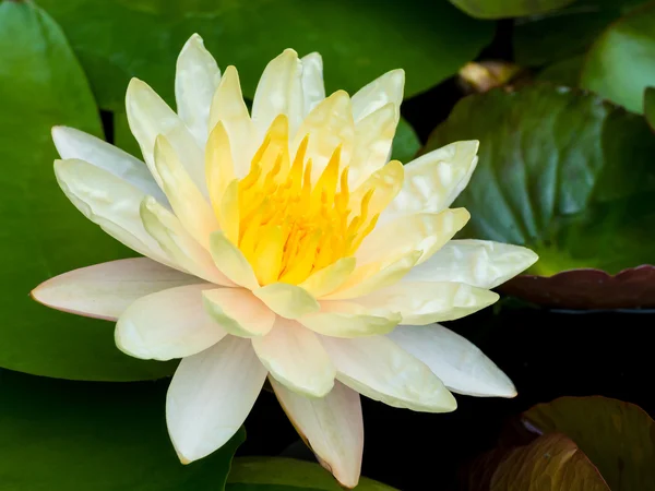 Beautiful white lotus blossom on the pond — Stock Photo, Image