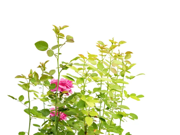 Hermosas hojas de rosa aisladas sobre fondo blanco — Foto de Stock