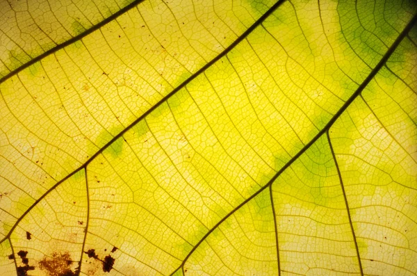 葉に黄色と緑のパターン — ストック写真