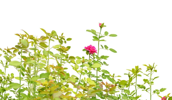 Gyönyörű Rózsa levelei elszigetelt fehér — Stock Fotó