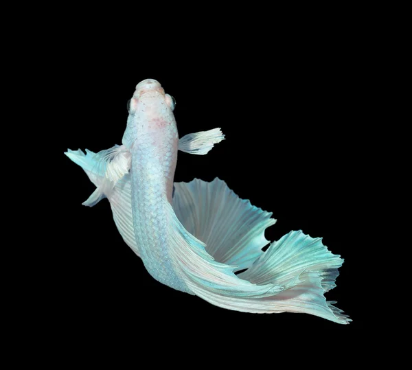 Siam combattendo pesce su bianco, betta pesce — Foto Stock