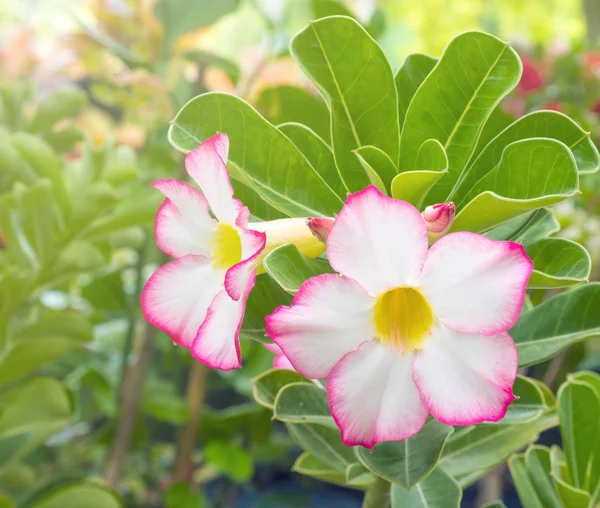 Mooie bloem over aard buiten — Stockfoto