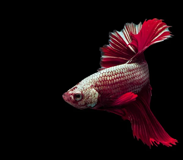 Siam la lucha contra los peces en blanco, betta pescado — Foto de Stock