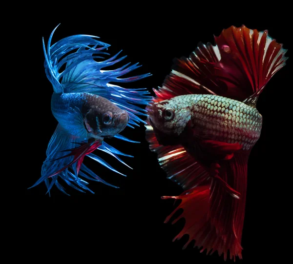 güzel Siyam mücadele balık siyah