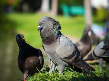 parkta çim üzerinde duran güvercinler