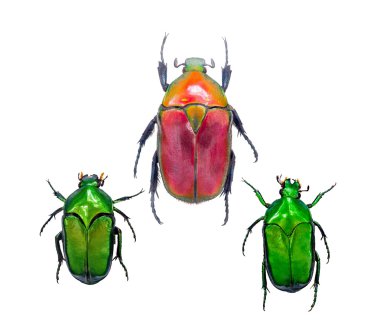 böcekleri veya hata izole kapatmak