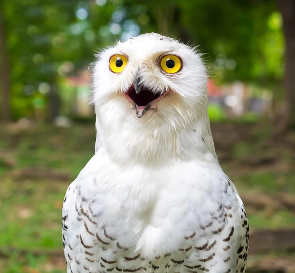 Close-up op sneeuw uil in het buiten park — Stockfoto