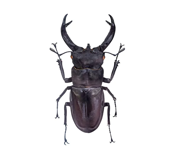 Aus nächster Nähe auf Insektenkäfer oder Käfer, isoliert auf weiß — Stockfoto