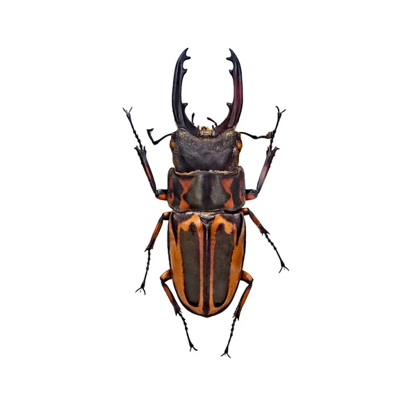 Vicino a scarafaggi o insetti isolati — Foto Stock