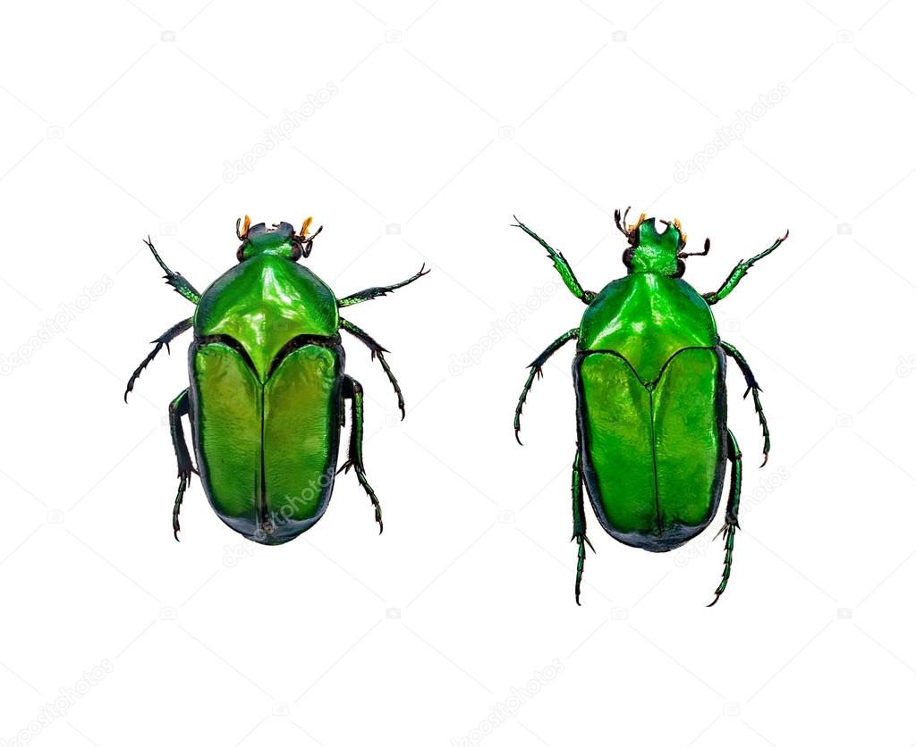 close up on beetles or bugs isolated