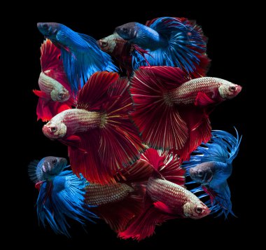 güzel Siyam mücadele balık siyah