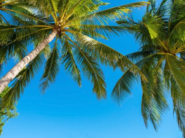 Mavi gökyüzü birçok hindistancevizi palmiye ağaçlarının
