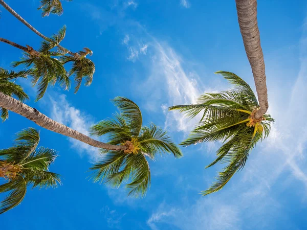 Molte palme da cocco su cielo blu — Foto Stock