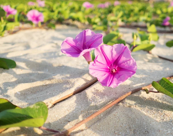 Beach Morning Glory flowers on the sand — Stock Photo, Image