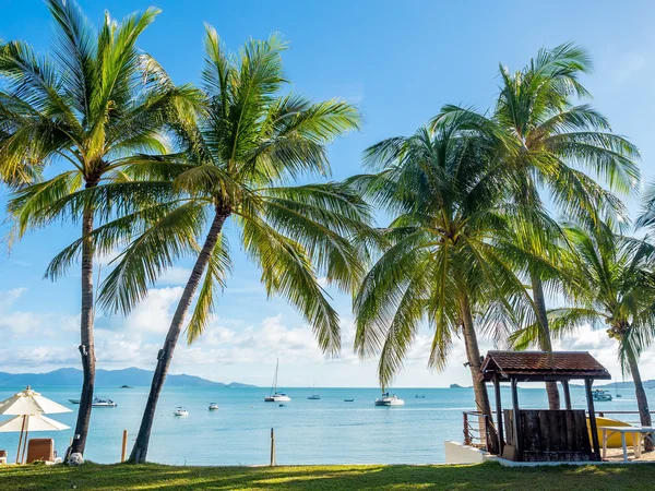 Kokosnoot palmbomen op blauwe lucht achtergrond — Stockfoto