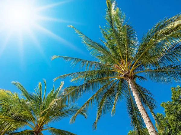 Kokospalmen auf blauem Himmel Hintergrund — Stockfoto