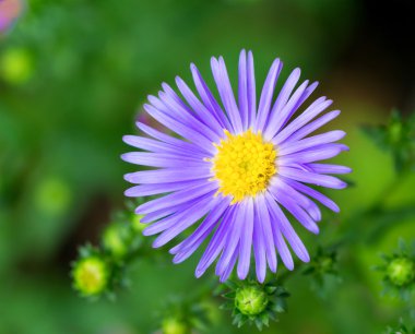 Mavi papatya çiçek tarih seçici odak